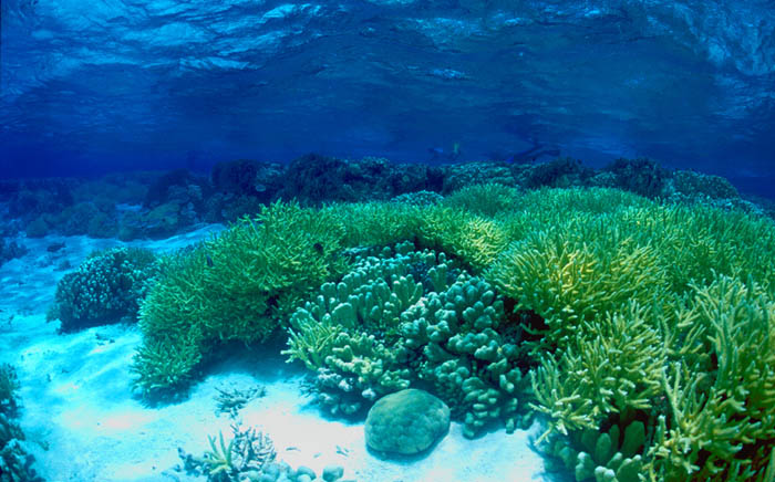 picture of a reef underwater
